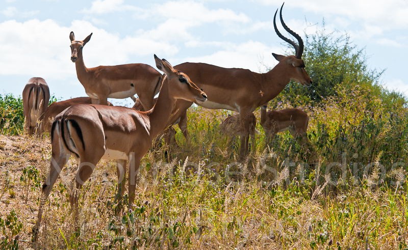 African Antelope  09